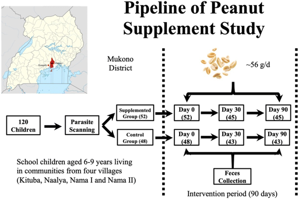 Exploring the Impact of Peanut Butter on Gut Health