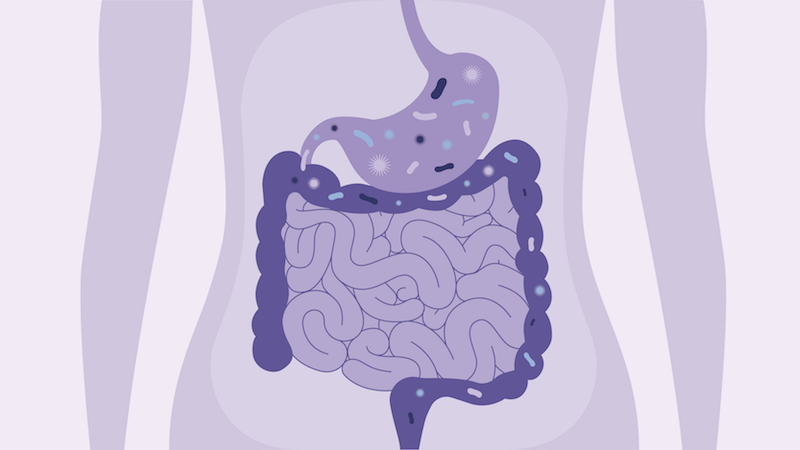 Understanding Why Gut Health Suffers