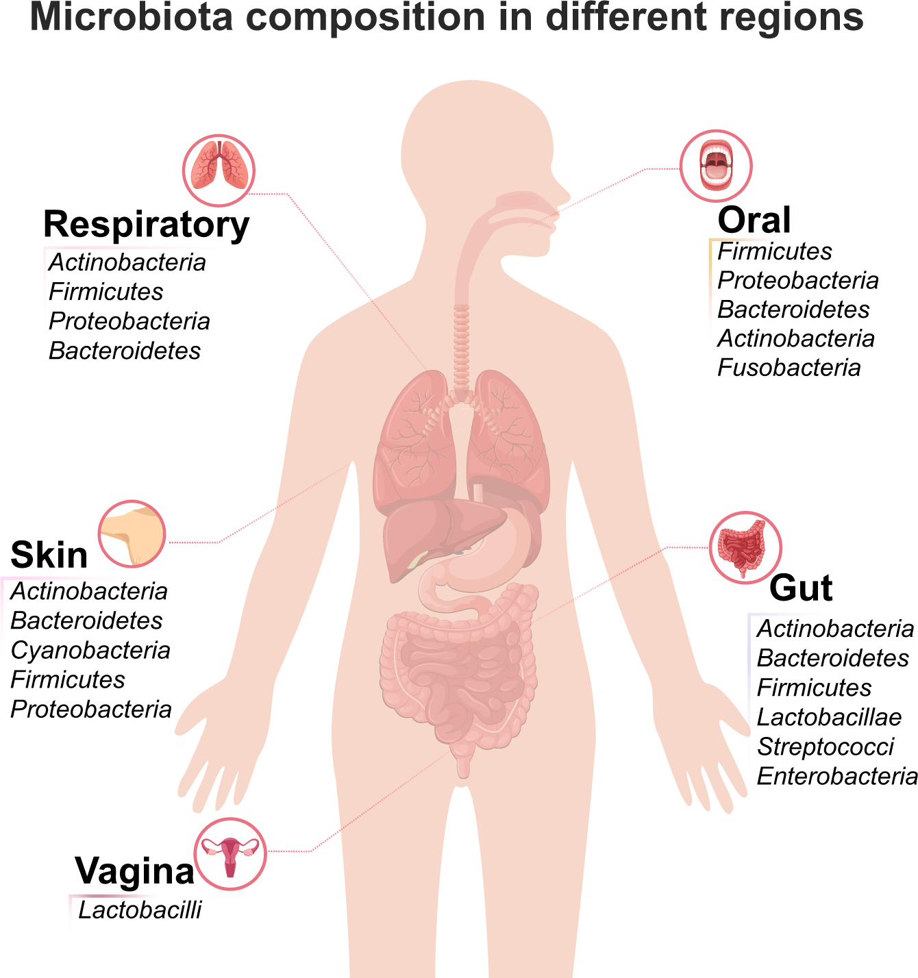 Understanding Why Gut Health Suffers